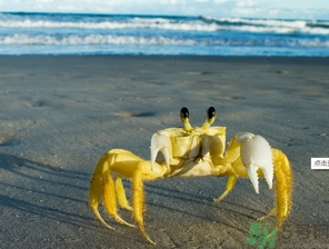 活的螃蟹可以带上飞机吗,飞机可以托运活螃蟹吗