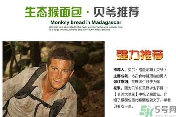 面包果好吃吗,面包树果实好吃吗