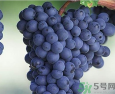 黑加仑是葡萄吗 区别,黑加仑是葡萄吗?