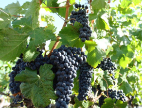 黑加仑的皮能吃吗,黑加仑要剥皮吃吗