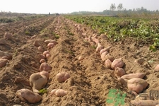 白薯不可以和什么食物一起吃吗,红薯和什么食物不能同吃