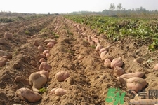 红薯的成分和营养价值,白薯的功效和作用减肥