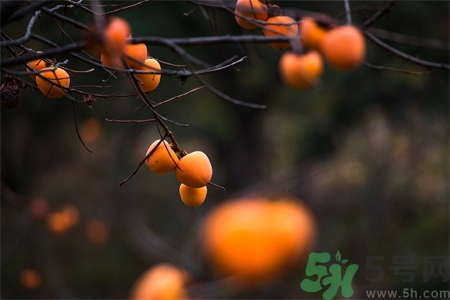 柿子饼的营养价值及功效和作用,柿子饼的营养价值和副作用