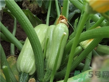 西葫芦要把籽去掉吗,西葫芦里的籽能吃吗