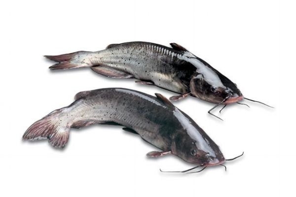 大口鲶吃什么食物,大口鲶鱼吃什么 大口鲶吃什么食物,大口鲶鱼吃什么