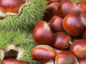 板栗介绍,栗子的图片 板栗介绍,栗子的图片