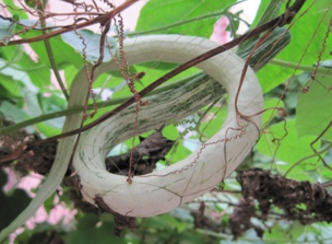 蛇瓜的做法大全,蛇瓜的做法大全家常菜 蛇瓜的做法大全,蛇瓜的做法大全家常菜