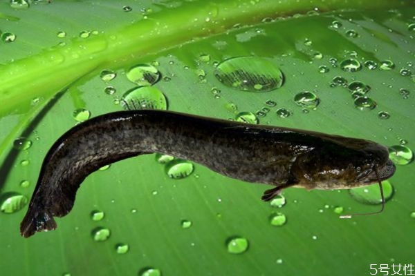 最大的大口鲶,大口鲶长得快吗