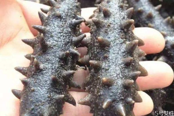 海参可以经常吃吗,常吃海参的朋友给你几个忠告