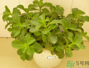 什么是救心菜,什么是救心菜怎么吃