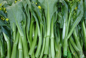 产妇能吃芥蓝吗,芥蓝产妇可以吃吗