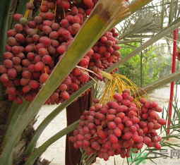 椰枣怎么吃好,新鲜椰枣图片 椰枣怎么吃好,新鲜椰枣图片