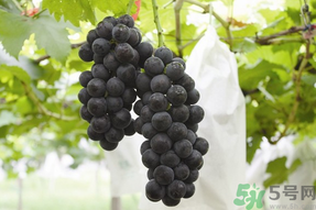 孕妇能吃夏黑葡萄吗,孕妇能吃夏黑葡萄吗?能吃多吗?