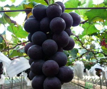 巨峰葡萄皮可以吃吗,巨峰葡萄皮可以吃吗葡萄皮可不可以煮着吃? 巨峰葡萄皮可以吃吗,巨峰葡萄皮可以吃吗葡萄皮可不可以煮着吃?