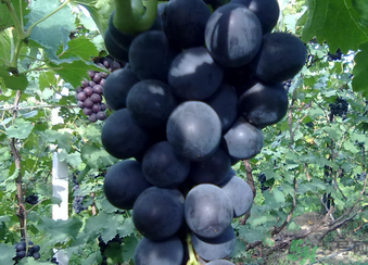 孕妇可以吃巨峰葡萄吗,孕妇可以吃巨峰葡萄吗中期