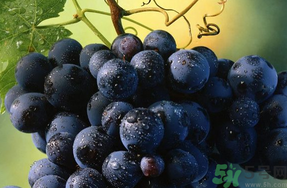 关于巨峰葡萄的介绍,关于巨峰葡萄的说说