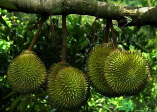 常见的榴莲品种有哪些,榴莲有啥品种