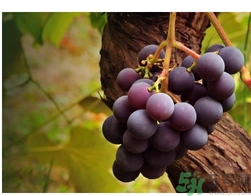 酿酒葡萄可以直接吃吗,自酿的葡萄酒可以喝吗