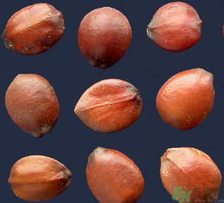 酸枣仁的功效和作用,酸枣仁丸的功效