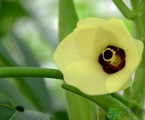 黄秋葵花怎么吃好,黄秋葵花怎么吃
