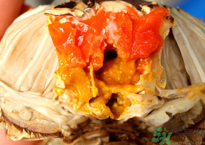 螃蟹都哪里能吃,螃蟹的哪里可以吃哪里不可以吃 螃蟹都哪里能吃,螃蟹的哪里可以吃哪里不可以吃