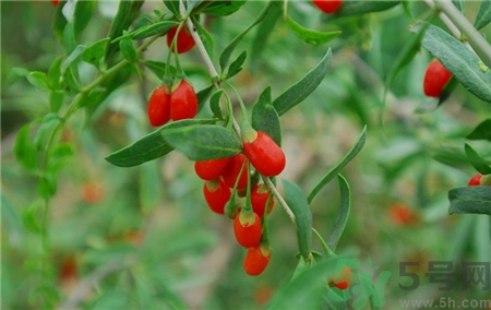 枸杞发粘了还能不能吃,枸杞子如果发粘了怎么办