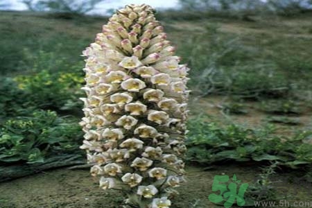 肉苁蓉是什么药材,它有什么功效,肉苁蓉是什么东西