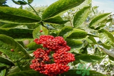 接骨木的功效作用,接骨木有什么功效