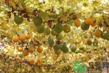 瓜蒌的功效和作用,瓜蒌子的功效和作用