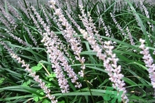 麦冬泡水喝有什么功效和作用,麦冬和什么煲汤最好