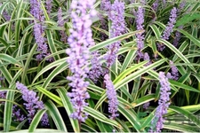 麦冬的作用和功效,麦冬功效作用和主治 麦冬的作用和功效,麦冬功效作用和主治