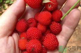 山莓的功效和作用图片,山草莓的功效和作用