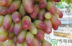 美人指的功效和禁忌,美人指吃了有什么好处