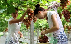 美人指葡萄分几种,美人指葡萄功效和作用