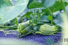 佛手瓜的作用及功效,佛手瓜的好处