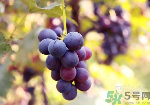 吃葡萄要吐皮吗,吃葡萄吐葡萄皮吗