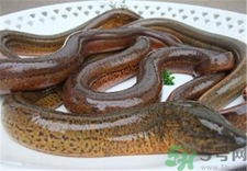 鳗鱼是鳝鱼吗,鳗鱼和鳝鱼的区别,鳗鱼和黄鳝的区别