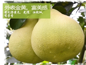 什么是文旦柚子,文旦柚为什么叫文旦柚 什么是文旦柚子,文旦柚为什么叫文旦柚