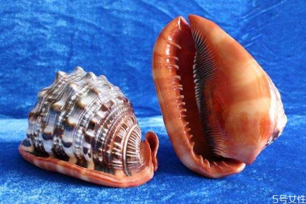 万宝螺是什么样子的,万宝螺的功效