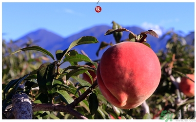什么是雪桃和雪桃树,什么是雪桃味蔬果糕