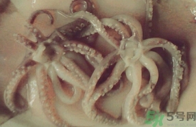 牛奶可以跟鱿鱼一起吃吗,鱿鱼吃完可以喝牛奶吗