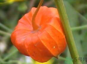 红姑娘皮泡水切记用量,红姑娘皮泡水切记