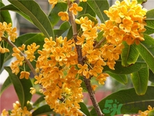 吃桂花有什么好处有什么作用,常吃桂花有什么功效 吃桂花有什么好处有什么作用,常吃桂花有什么功效