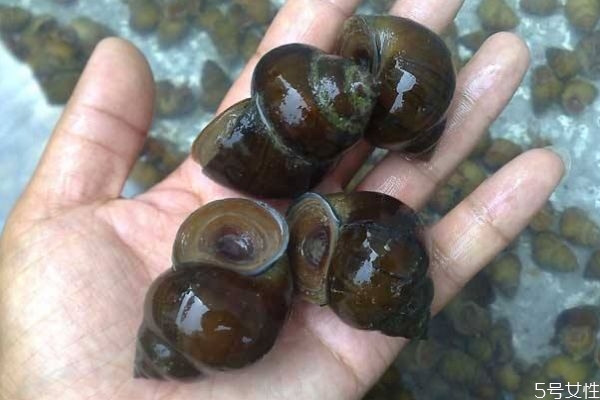 田螺有营养价值吗,田螺的营养