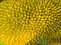 板栗可以和榴莲一起吃吗,石榴能和板栗一起吃吗 板栗可以和榴莲一起吃吗,石榴能和板栗一起吃吗