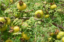 刺梨子有什么功效和作用,刺梨子的功效和禁忌