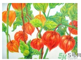 红姑娘的功效和作用,红姑娘的功效和作用娘的功效和作用