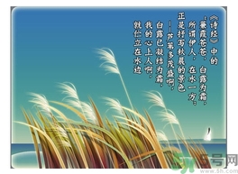 白露茶是什么茶,白露白茶是什么茶?