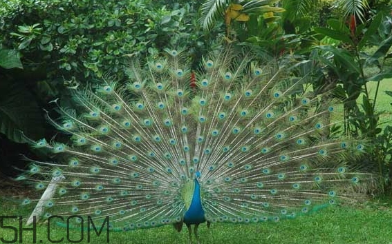 为什么说孔雀开屏自作多情(为什么说孔雀开屏自作多情)