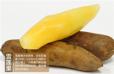 吃雪莲果有什么功效和作用,雪莲果的作用和功效和吃法大全 吃雪莲果有什么功效和作用,雪莲果的作用和功效和吃法大全